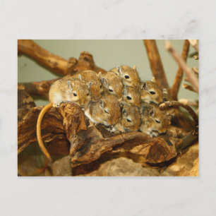 Cartão Postal Grupo Mongol Gerbils Meriones Unguiculatus