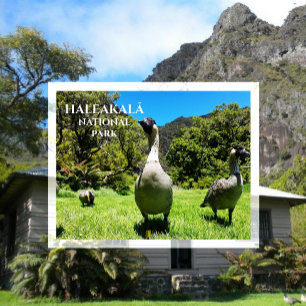 Cartão Postal Grupo Nēnore, Haleakalā National Park, Maui, HI P
