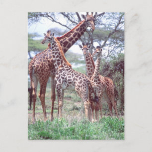 Cartão Postal Grupo ou Manada de Girafas com Filhotes, Giraffa