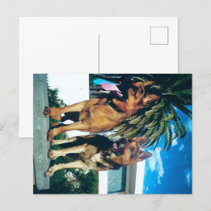 Cartão Postal grupo pastor alemão