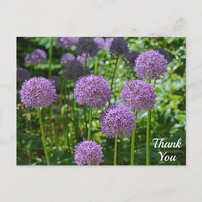Cartão Postal Grupo Roxo de Flores de Allium Obrigado (Frente)