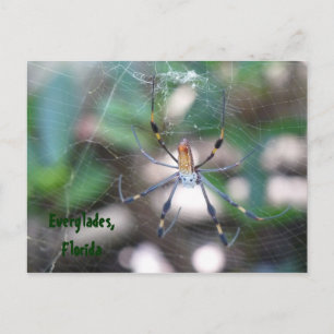 Cartão Postal Grüße aus Florida Grußkarte Postkarte
