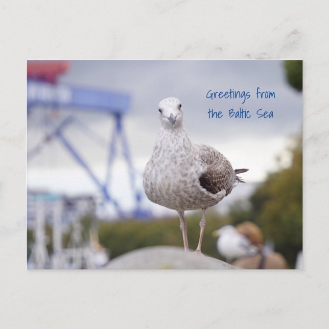 Cartão Postal Grüße von der Ostsee - Möwe (Frente)