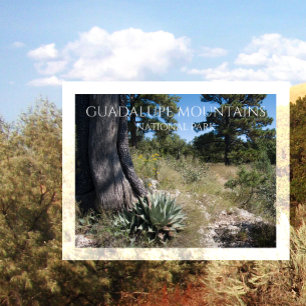 Cartão Postal Guadalupe Montanhas Ridge Agave, Pine e Juniper