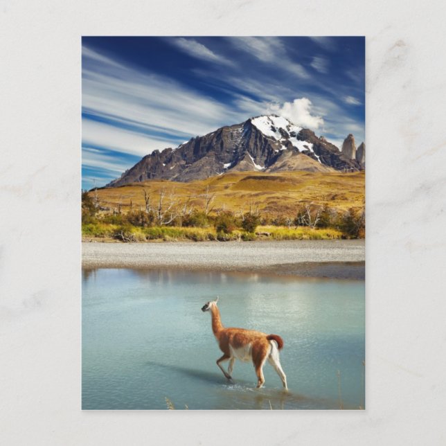 Cartão Postal Guanaco atravessando o rio em Torres del Paine (Frente)