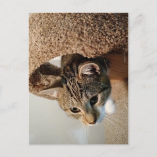 Cartão Postal Guarda florestal o gato