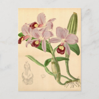 Cartão Postal Guarianthe skinneri (como Cattleya skinneri)