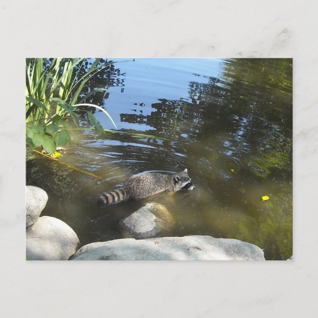 Cartão Postal Guaxinim Tomando um Banho (Frente)