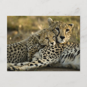 Cartão Postal Guepardo, Acinonyx jubatus, com filhote no Masai 2
