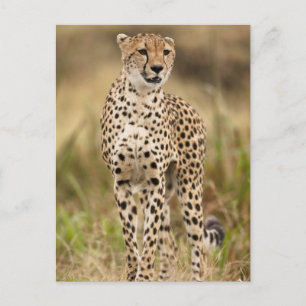 Cartão Postal Guepardo, Acinonyx jubatus, no Masai Mara