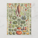 Cartão Postal Guia francês ao jardim<br><div class="desc">Um impressão alterado da Botânica do vintage de um guia francês aos vegetais do jardim</div>