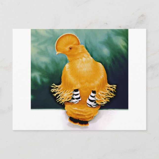 Cartão Postal Guianan Cock-of-the-rock (Frente)