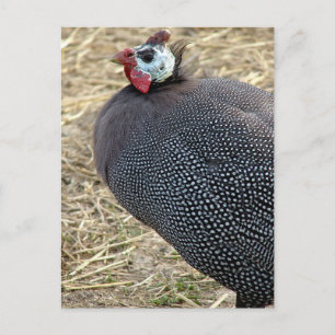 Cartão Postal Guiné