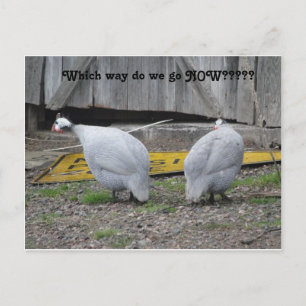 Cartão Postal Guineas como vamos agora