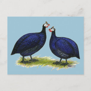 Cartão Postal Guineas Royal Purple Pair