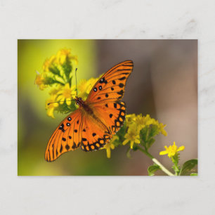 Cartão Postal Gulf Fritillary também conhecida como Borboleta da
