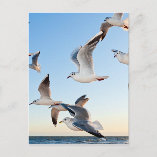 Cartão Postal gulls-3 (Frente)