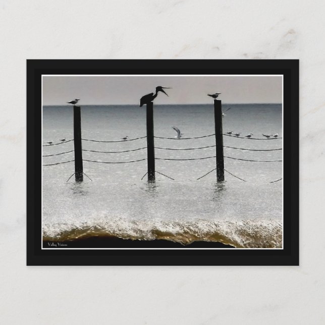 Cartão Postal Gulls e um Pelican (Frente)