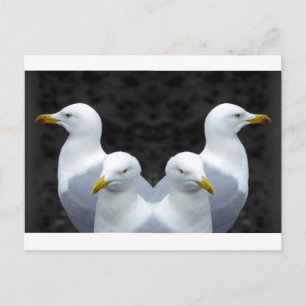Cartão Postal Gulls, Gulls, Gulls