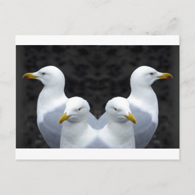 Cartão Postal Gulls, Gulls, Gulls (Frente)