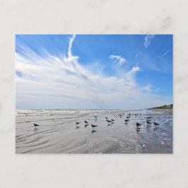 Cartão Postal Gulls on a Galveston Island Beach, Texas