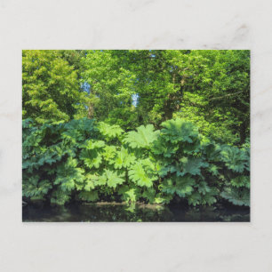 Cartão Postal Gunnera Tinctoria. Bute Park, Cardiff, Gales.