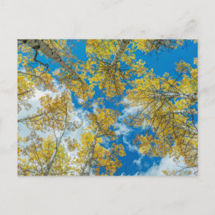 Cartão Postal Gunnison National Forest Colorado