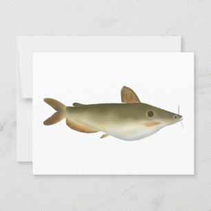 Cartão Postal Günther's Catfish