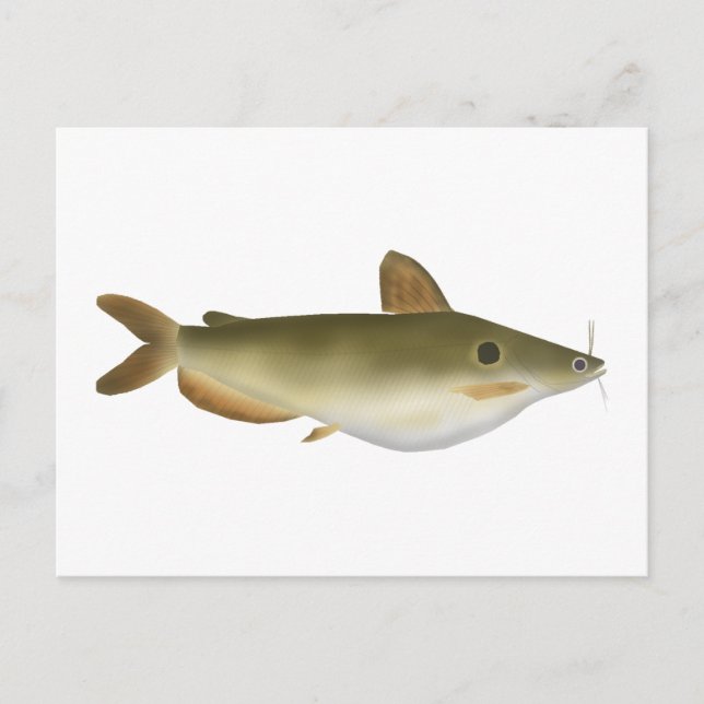Cartão Postal Günther's Catfish (Frente)