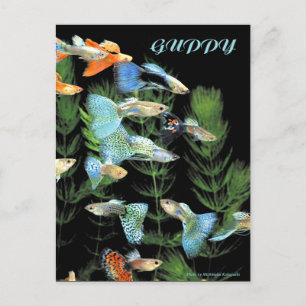 Cartão Postal Guppies