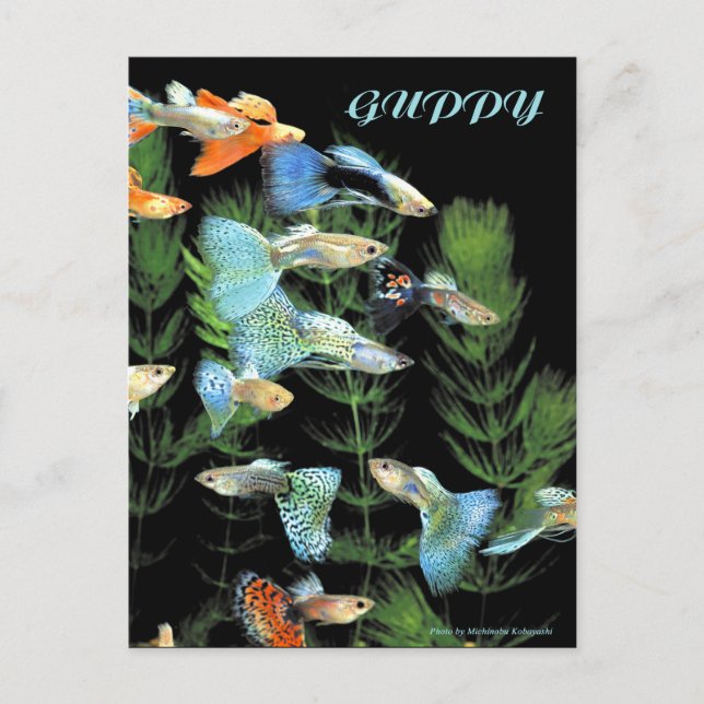 Cartão Postal Guppies (Frente)