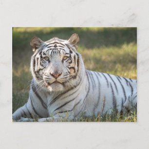 Cartão Postal Gus -