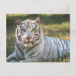 Cartão Postal Gus -