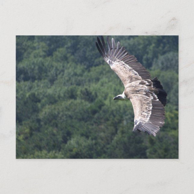 Cartão Postal Gyps fulvus voando (Frente)