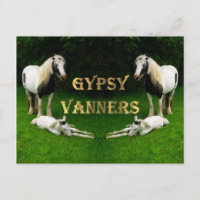 Gypsy Vanners