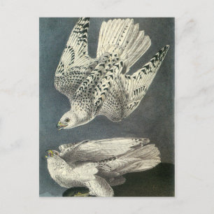 Cartão Postal Gyrfalcon de Audubon