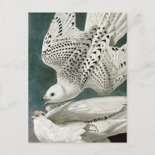 Cartão Postal Gyrfalcon de John Audubon