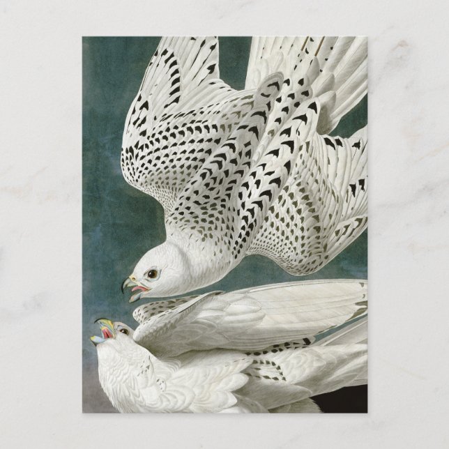 Cartão Postal Gyrfalcon de John Audubon (Frente)