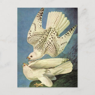 Cartão Postal Gyrfalcon, John James Audubon