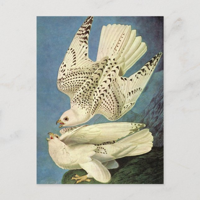 Cartão Postal Gyrfalcon, John James Audubon (Frente)