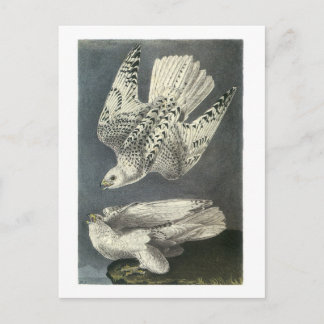 Cartão Postal Gyrfalcon por Audubon