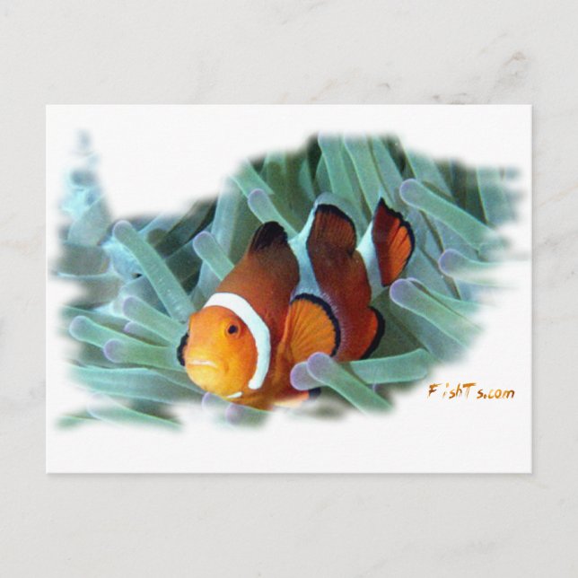 Cartão Postal H2Oasis Clownfish (Frente)