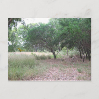 Cartão Postal Há um dinossauro na floresta...