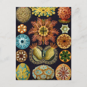 Cartão Postal Haeckel