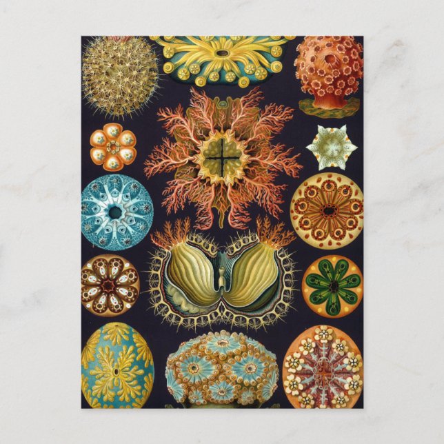 Cartão Postal Haeckel (Frente)