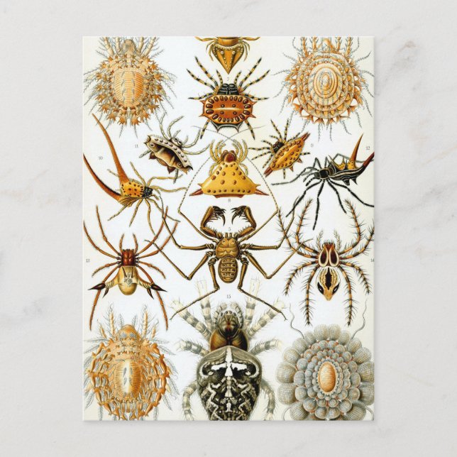 Cartão Postal Haeckel Arachnida (Frente)
