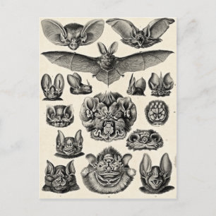Cartão Postal Haeckel Chiroptera