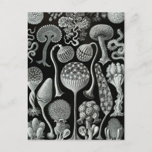 Cartão Postal Haeckel Mycetozoa