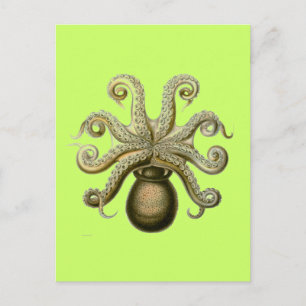 Cartão Postal Haeckel Octopus