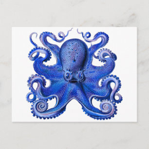 Cartão Postal Haeckel Octopus Blue